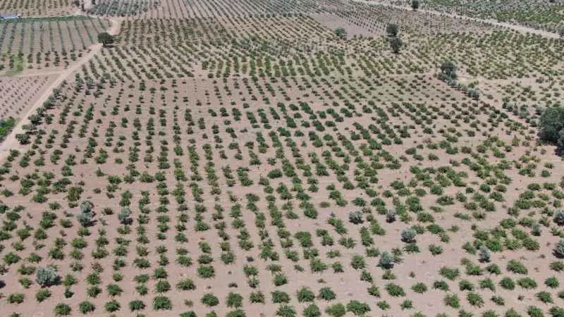 Deprem ve aşırı sıcaklar üzümdeki rekolteyi düşürdü