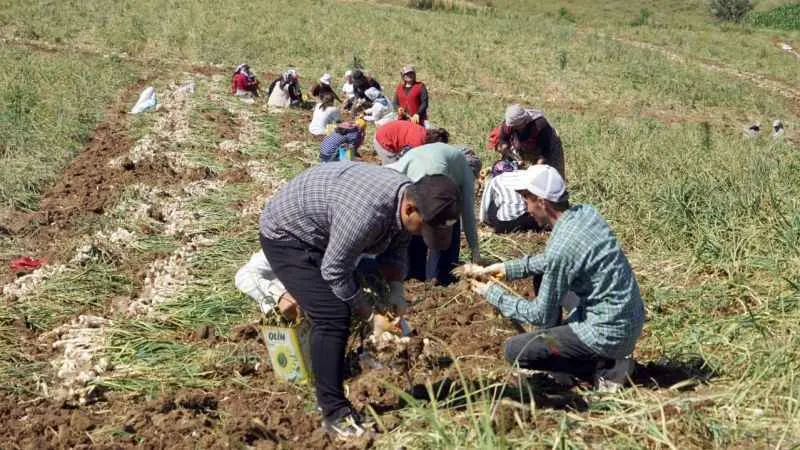 Kastamonu’da kene vakalarında hasat artışı