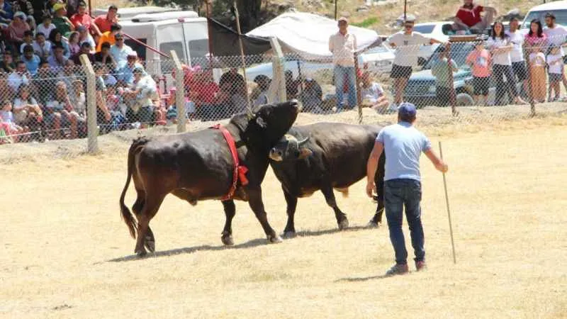 Demir telleri aşan boğalar seyircinin arasına daldı