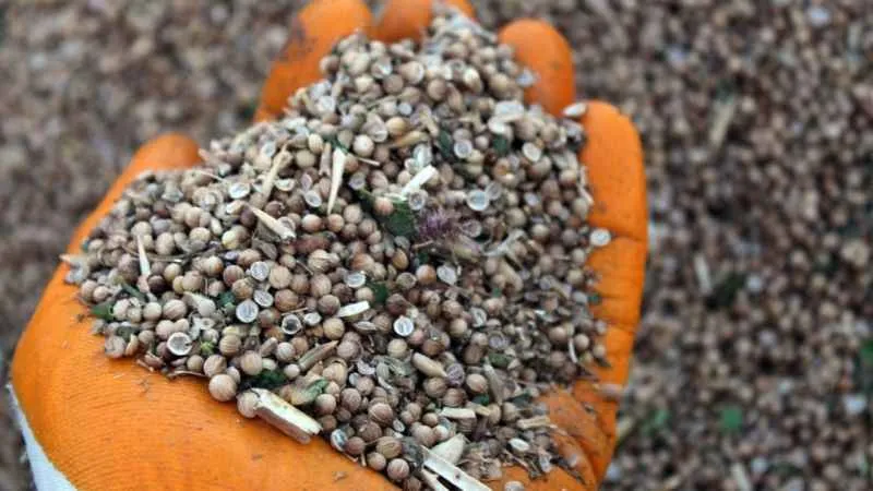 İlk defa ekildi, beklenenin üzerinde verim alındı