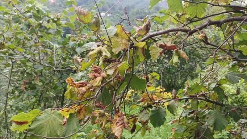 Fındık üreticisine hasat uyarısı