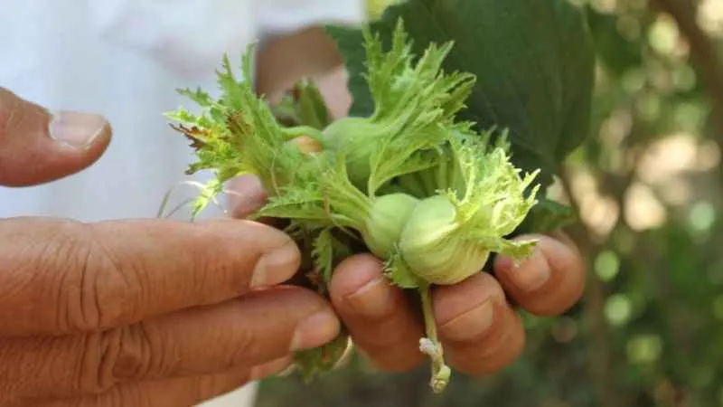 Fındık üreticisine 'erken hasat' uyarısı