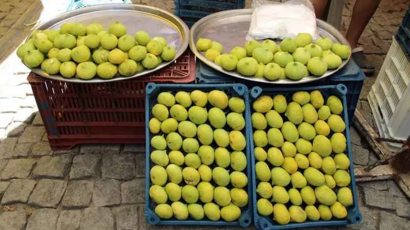 Sezonun ilk inciri pazar tezgahlarında yerini aldı