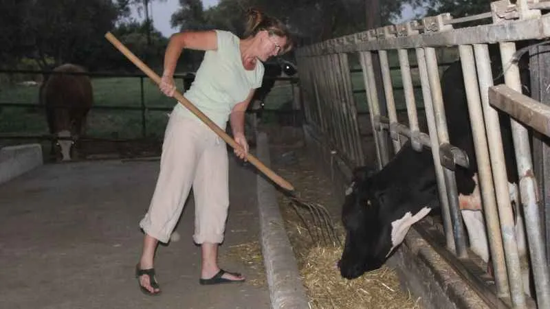 İngiliz gelin, aşkı için kariyerinden vazgeçip hayvancılık yapmaya başladı