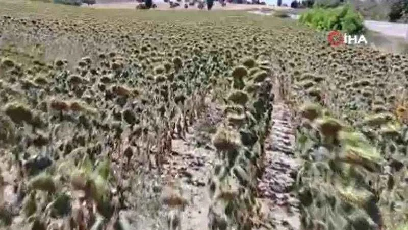 Çanakkale’de aşırı sıcakların ayçiçeğinde rekolteyi yüzde 60 düşürmesi bekleniyor