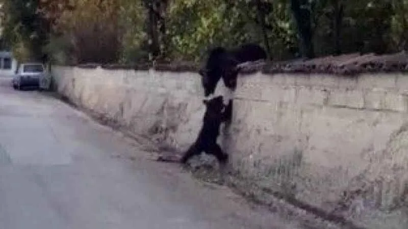 Safranbolu'da şehre inen ayı ve yavrusu cep telefonu ile görüntülendi