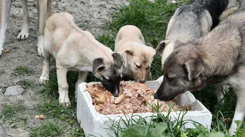 Beylikdüzü'nde patili dostlara sağlık ve barınma imkanı