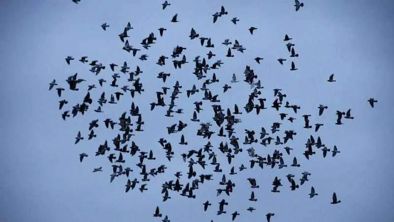 Sabiha Gökçen Havalimanı'nda uçuşlara kuş engeli