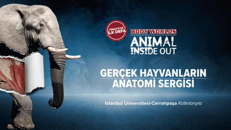Hayvan krallığının derinliklerine yolculuk: Body Worlds