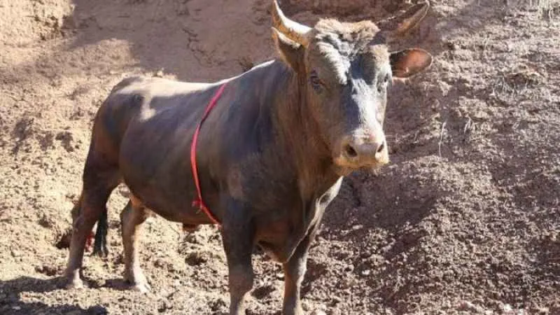 Kars'ta Emrullah Apar boğa saldırısı sonucu hayatını kaybetti