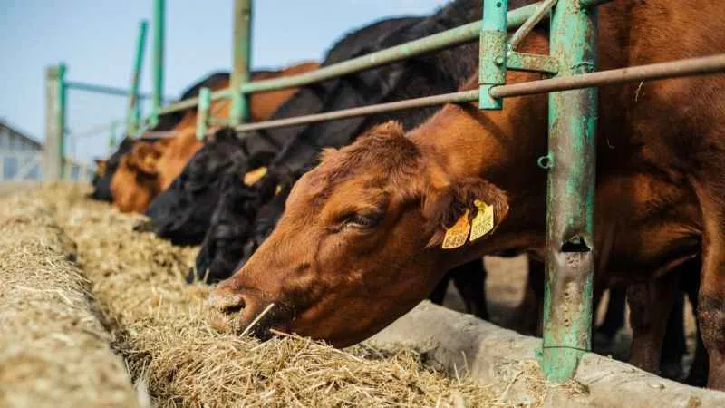 Gökçebey ilçesinde şap hastalığı görüldü