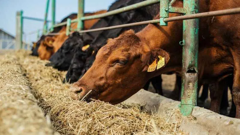 Kars’ta hayvan pazarı açılıyor