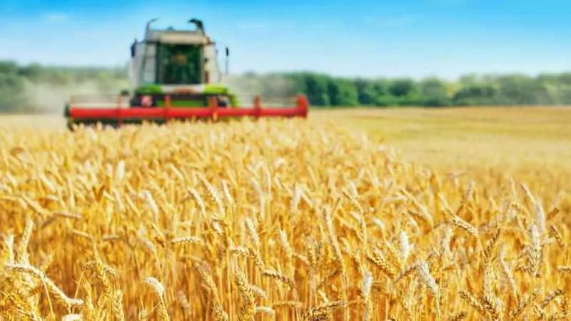 Türkiye buğday hasadında yüzde 10 verim bekleniyor 