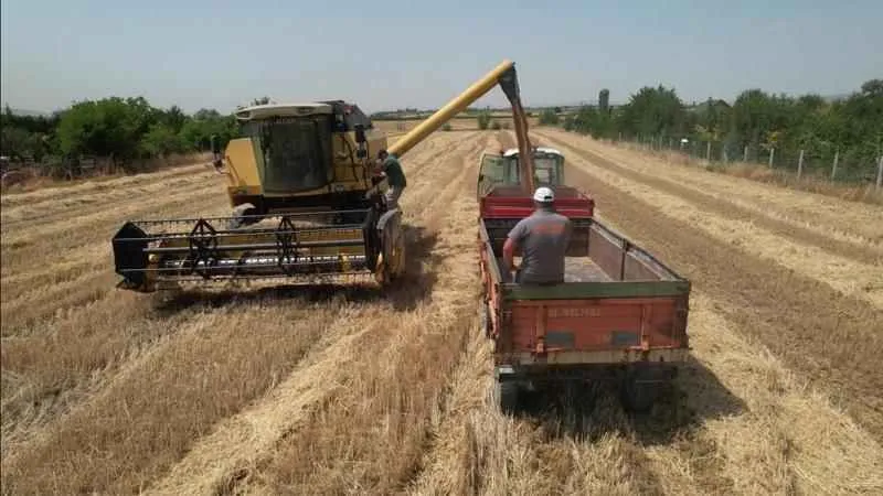 Kahramankazan'da buğday hasadı başladı