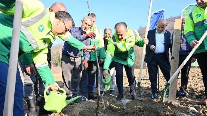 Bursa'da çiftçilere kestane fidanı desteği