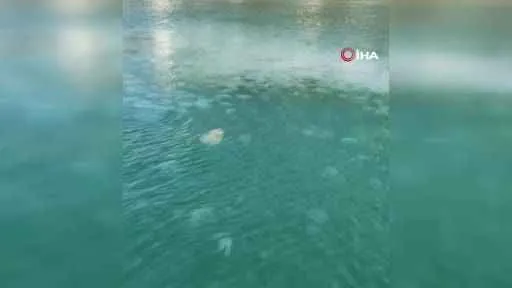 Güney Marmara'da denizanası istilası