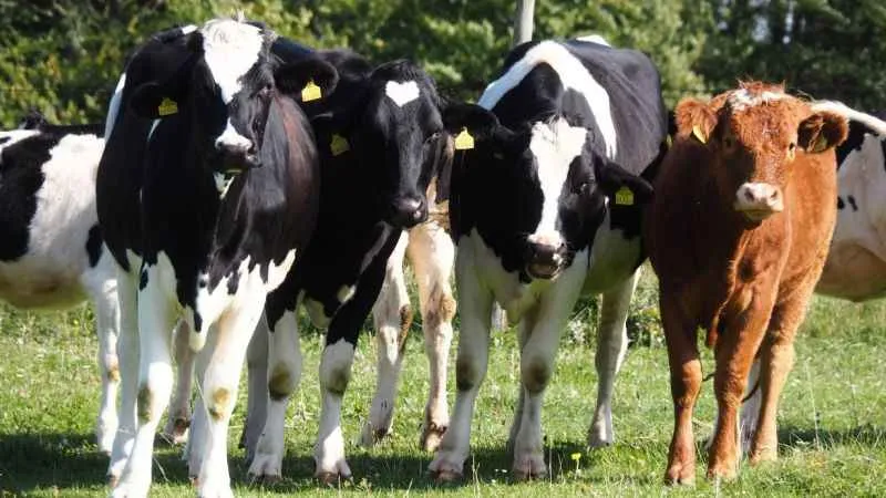 Trabzon’da şap hastalığı paniği