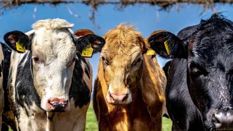 Iğdır hayvan pazarı tekrar açılıyor