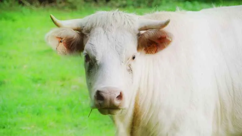 Kurban etinde “tenya” tehlikesine dikkat