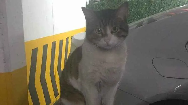 Kedi Eros’u darp ederek öldüren İbrahim Keloğlan hakkındaki karar kaldırıldı