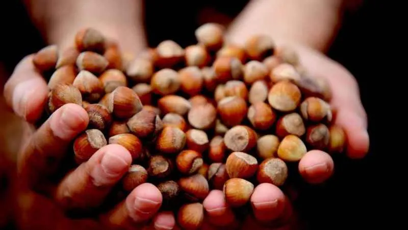 9 aylık fındık ihracatı 1,5 milyar dolara yaklaştı