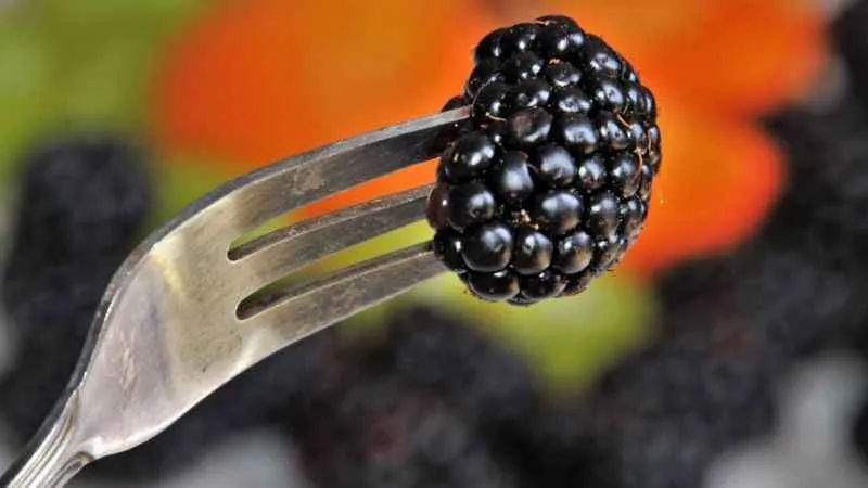 Kuersetin: Doğal bir antioksidan gücü