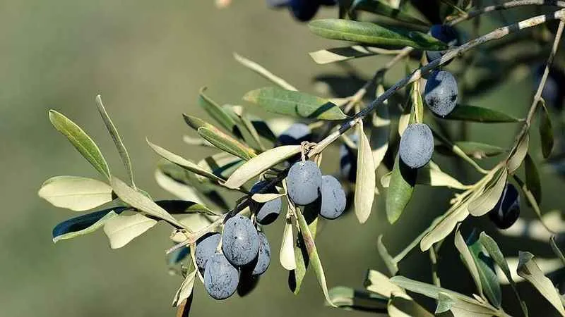 Gemlik zeytinine AB'den coğrafi işaret tescili