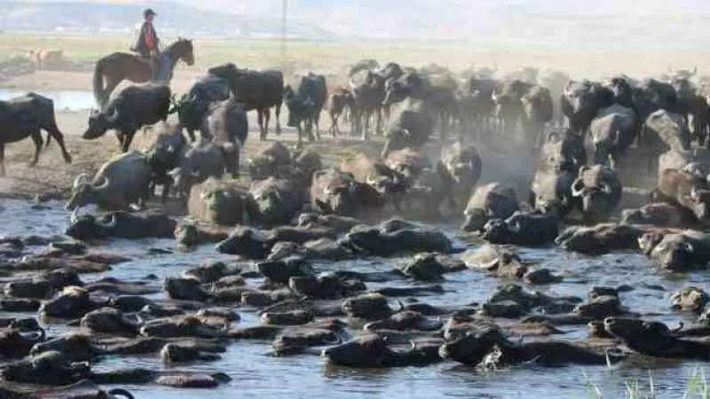 Burası Afrika değil Kayseri