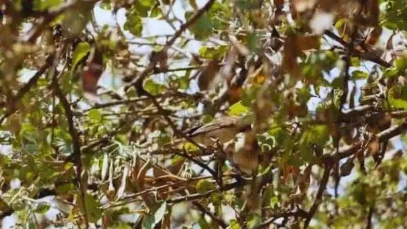 IQ seviyesi 200 olanlar görebiliyor! Resimdeki kuşları görmek dahilerin işi!