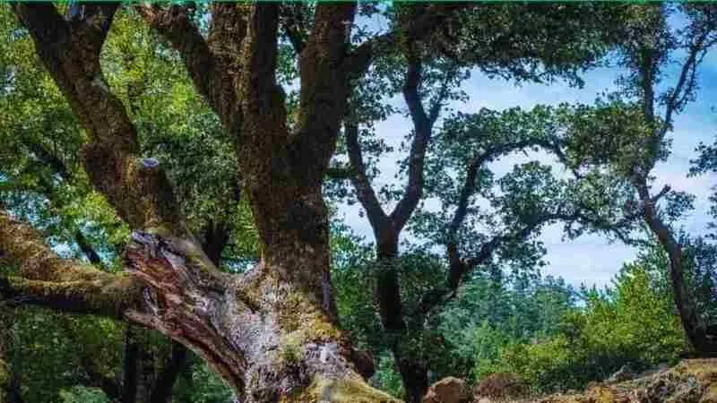 IQ’su 100 olanlar sincabı 10 saniyede buluyor!