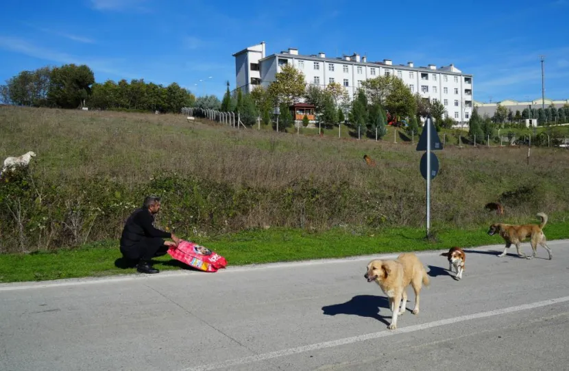 İstanbul'da sokak köpeklerini beslemek yasaklandı
