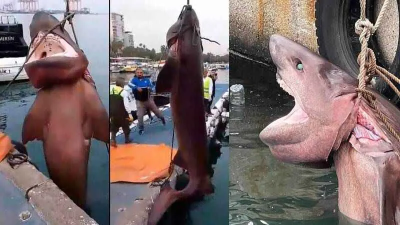 Mersin'de 4 metrelik köpek balığı kıyıya vurdu