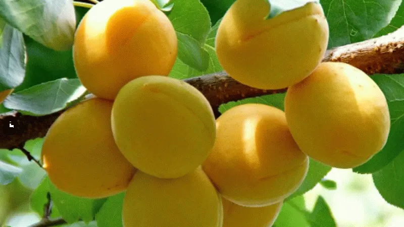 Iğdır'ın sarı altını kayısının hasadı başladı