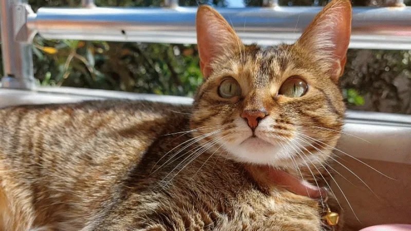 Hayvan haklarına dair 12 maddelik öneri geldi