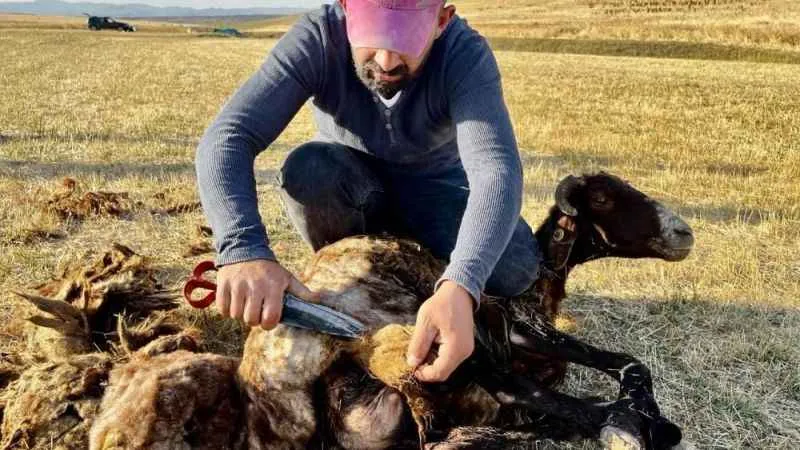 Ağrı’da koyun kırkma mesaisi başladı