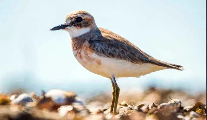 Doğaya Kanat Açtık'ın yeni rotası Antalya oldu