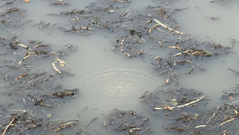 Önce Sapanca ardından Efteni Gölü'nde korkutan olay