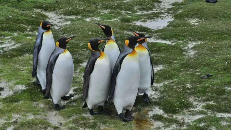 Antarktika'daki penguenlerde kuş gribi alarmı!