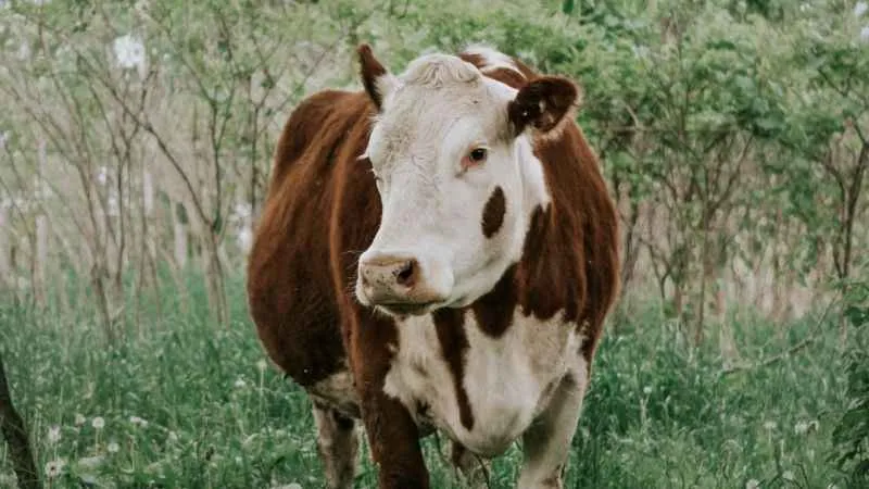 Kurbanlık alırken bunlara dikkat!