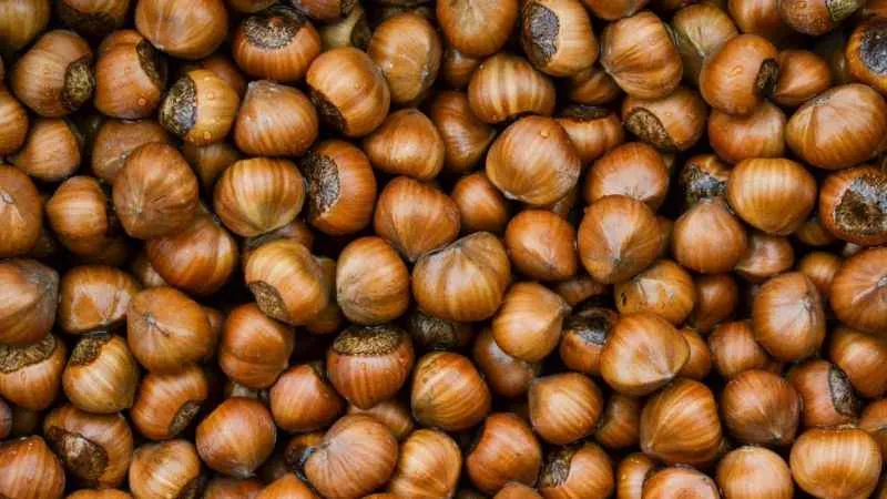 Sağlıklı bir hayat için fındık yağı