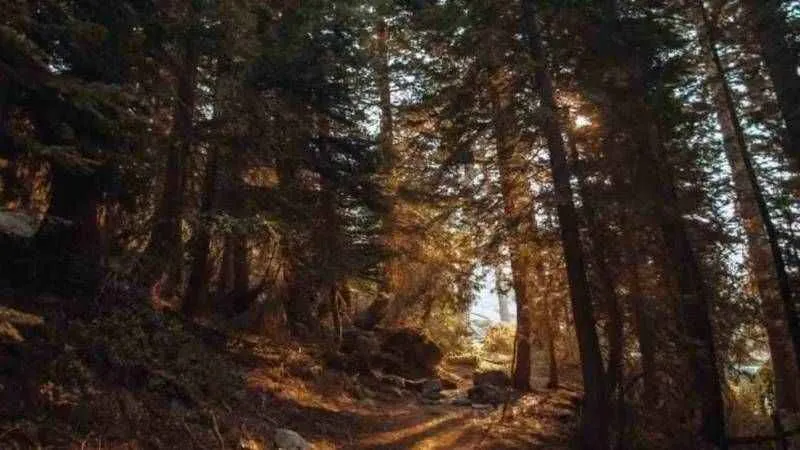 Sadece IQ’su 150 olanlar 10 saniyede çözüyor: Ormandaki jaguarı gördünüz mü?