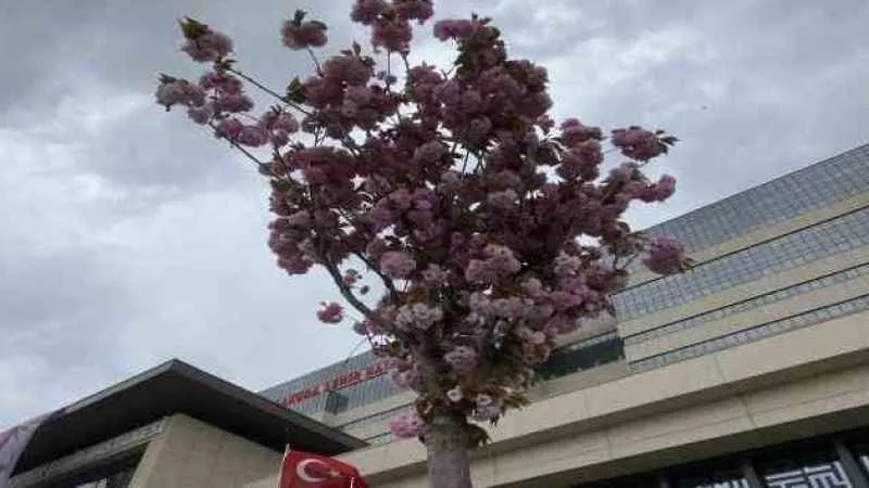 Başakşehir Şehir Hastanesi'nin sakuraları görsel şölen oluşturdu