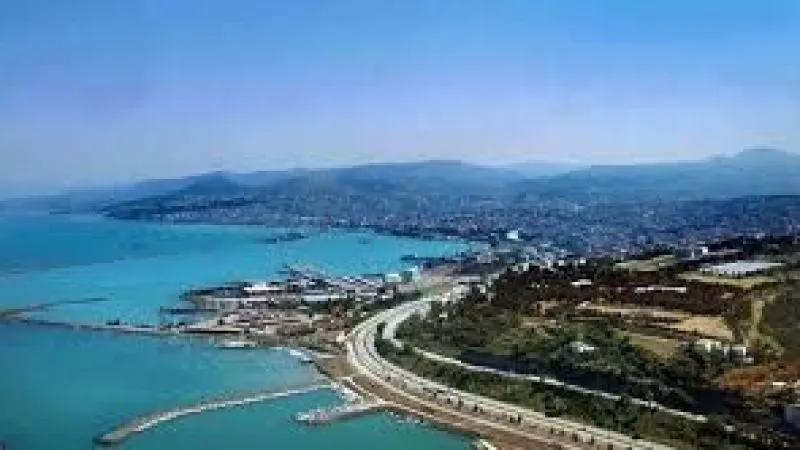 Samsun’da zeytincilik yeniden canlanıyor