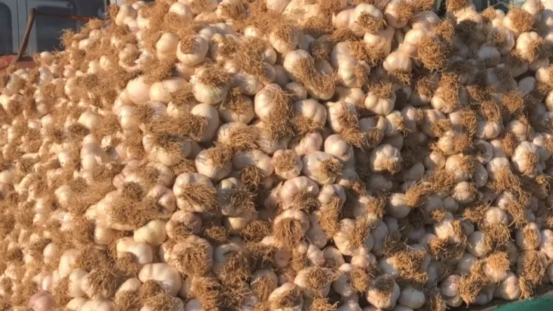 Taşköprü sarımsağı pazara indi