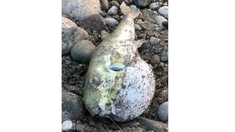 Balon balığını avlayan balıkçılara tane başı 25 TL destek ödemesi yapılacak