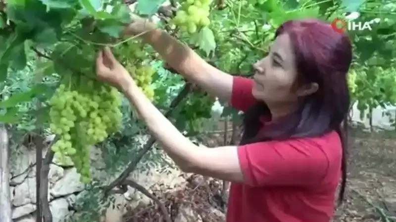 Turfanda üzüm hasadı başladı: İlk ürünler 300 TL’den satıldı
