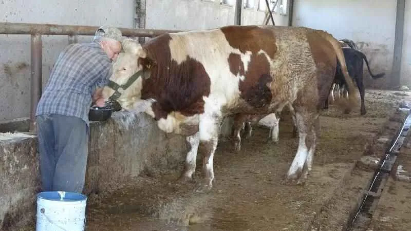 1 tonluk 'Şövalye' isimli tosun alıcısını bekliyor