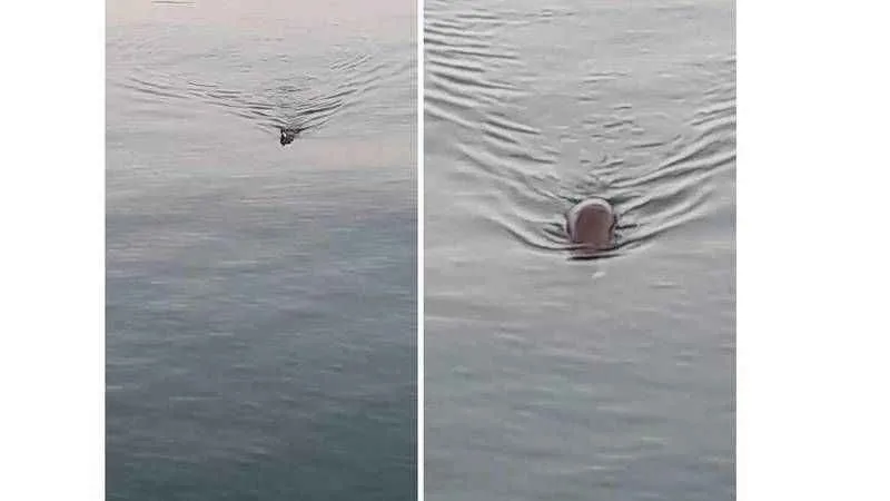 Marmara Denizinde anavatanı Güney Amerika olan su maymunu görüntülendi