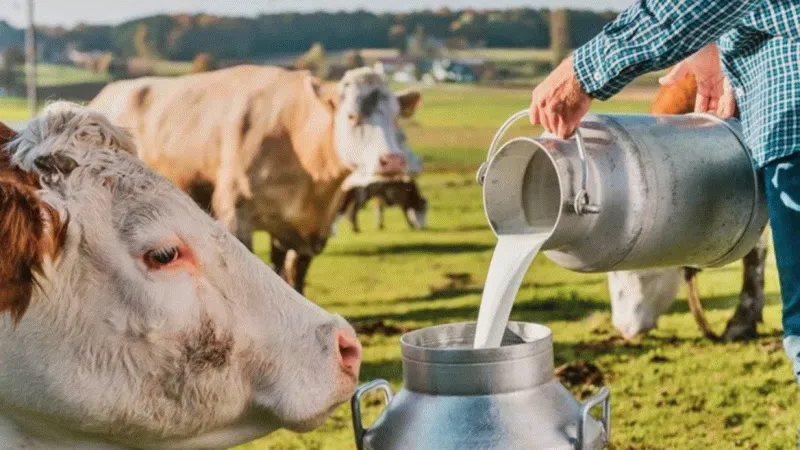 Çiğ süte zam geldi