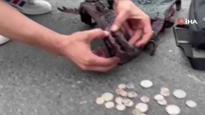 Araçtan timsah kafası çıktı